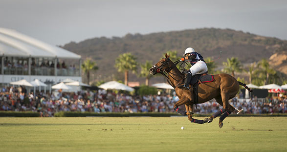 Polo events with elite escort